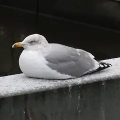 European Herring Gull (larus argentatus)
