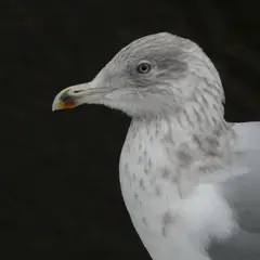 European Herring Gull (larus argentatus)