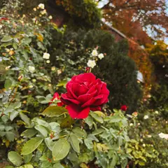 Dumbarton Oaks Gardens 4