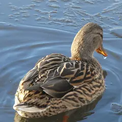 Mallard (anas platyrhynchos)