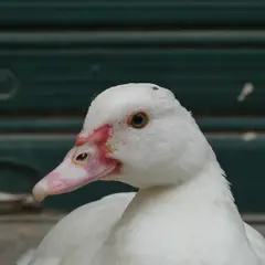 Muscovy Duck (cairina moschata)