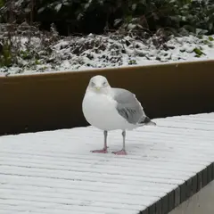 European Herring Gull (larus argentatus)