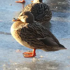 Mallard (anas platyrhynchos)