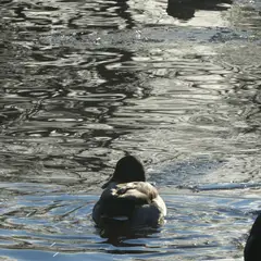 Mallard (anas platyrhynchos)