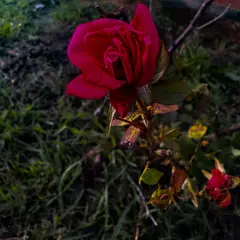 Single Rose