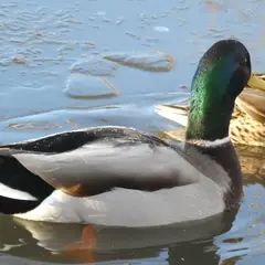 Mallard (anas platyrhynchos)