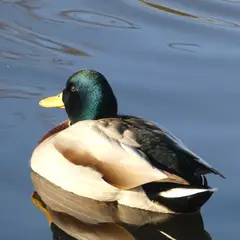 Mallard (anas platyrhynchos)