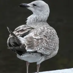 European Herring Gull (larus argentatus)