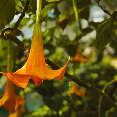 Orange Flower