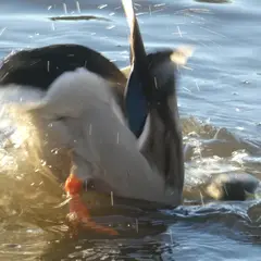 Mallard (anas platyrhynchos)