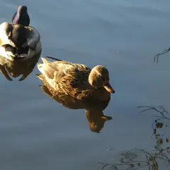 Mallard (anas platyrhynchos)