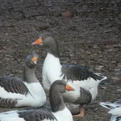 Oland goose (no classification)