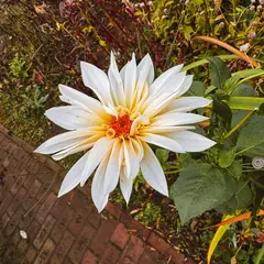 Dumbarton Oaks Gardens 8