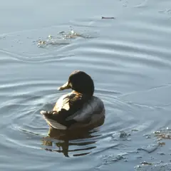 Mallard (anas platyrhynchos)