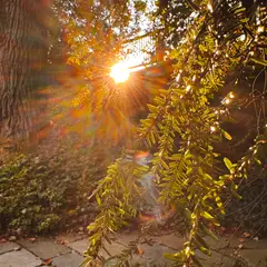 Dumbarton Oaks Gardens 12