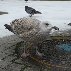 European Herring Gull (larus argentatus)
