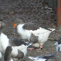 Oland goose (no classification)