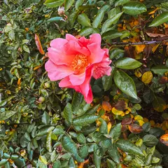 Dumbarton Oaks Gardens 5