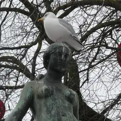 European Herring Gull (larus argentatus)