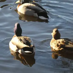 Mallard (anas platyrhynchos)