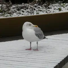 European Herring Gull (larus argentatus)