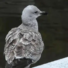 European Herring Gull (larus argentatus)