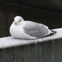 European Herring Gull (larus argentatus)
