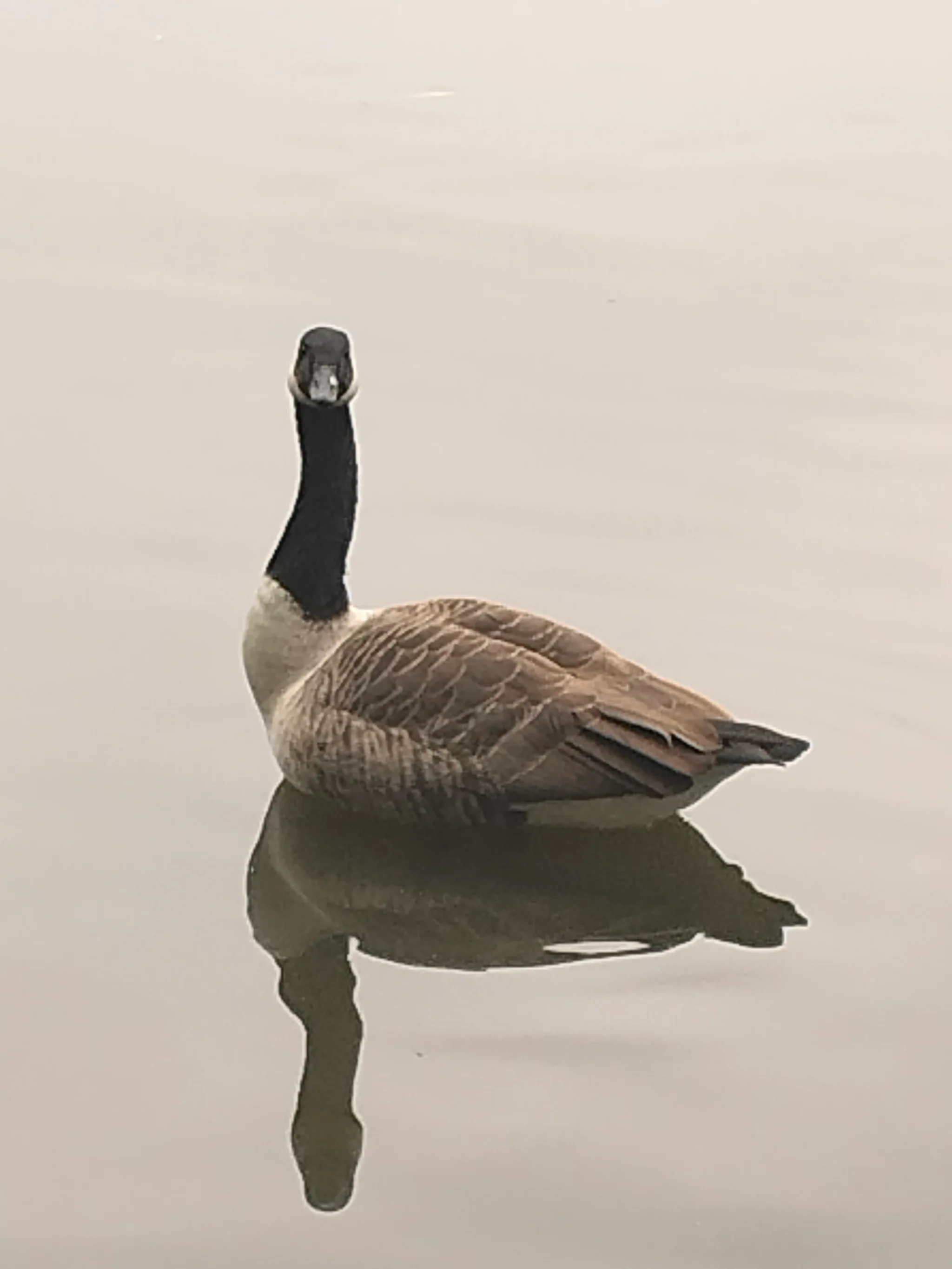 Canada Goose (branta canadensis)