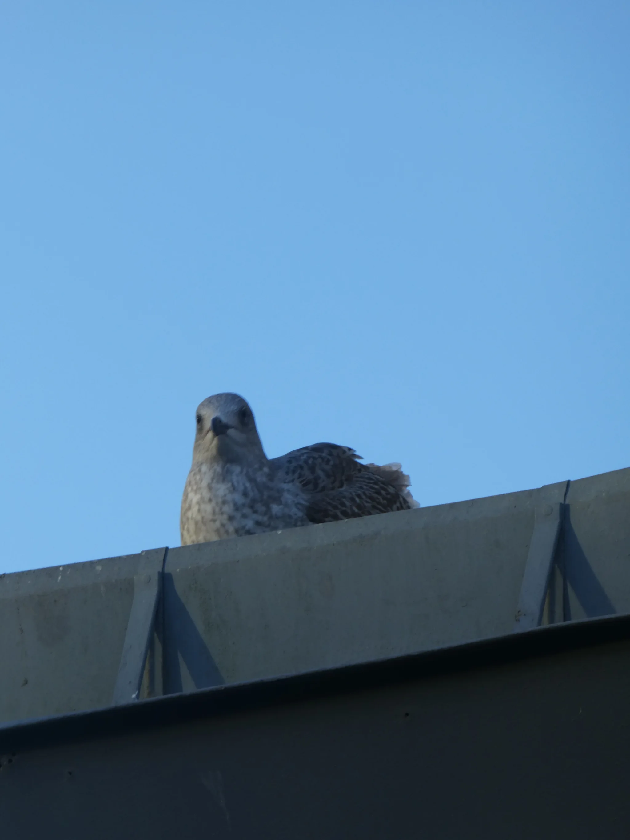 European Herring Gull (larus argentatus)