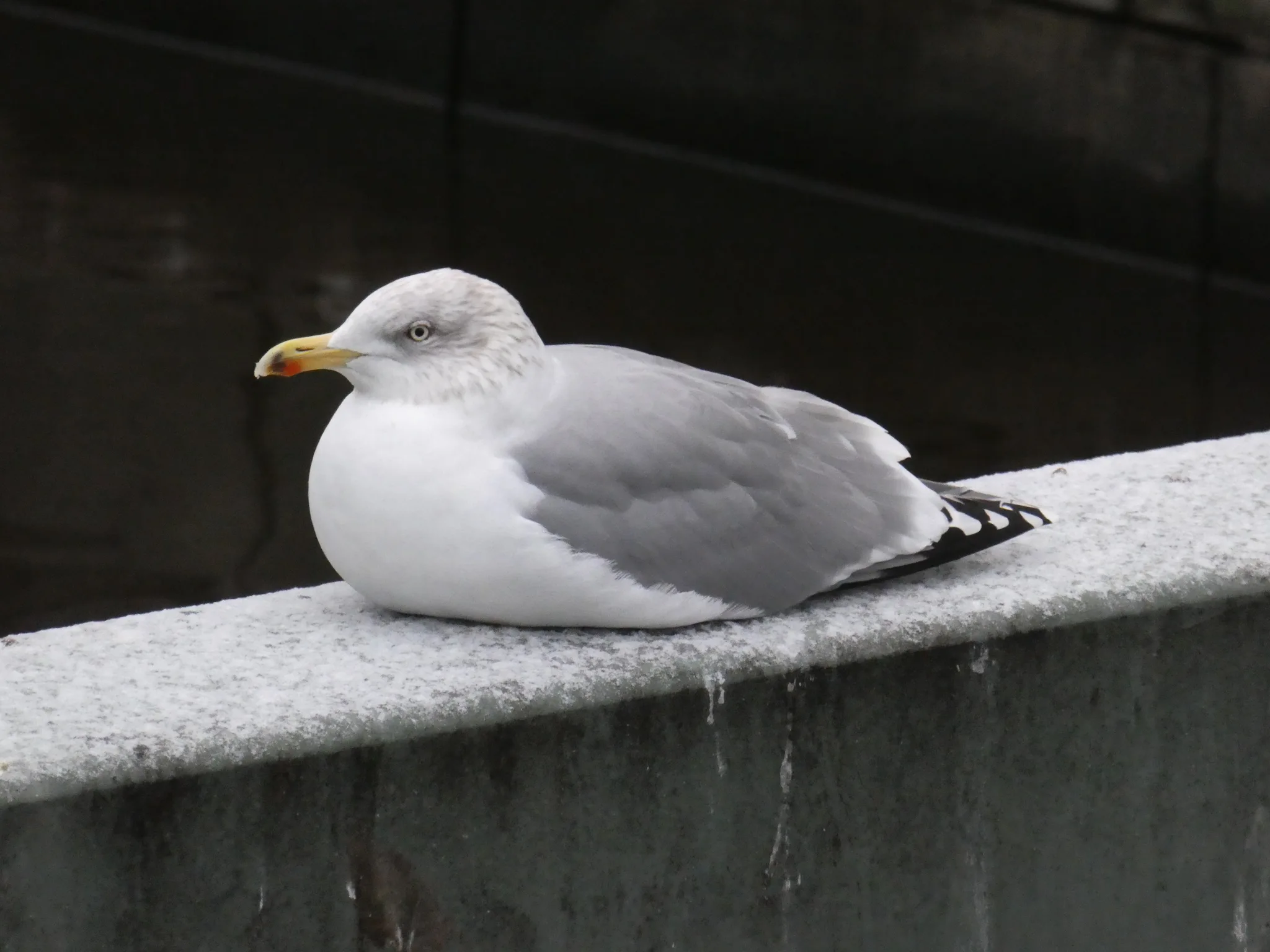 European Herring Gull (larus argentatus)