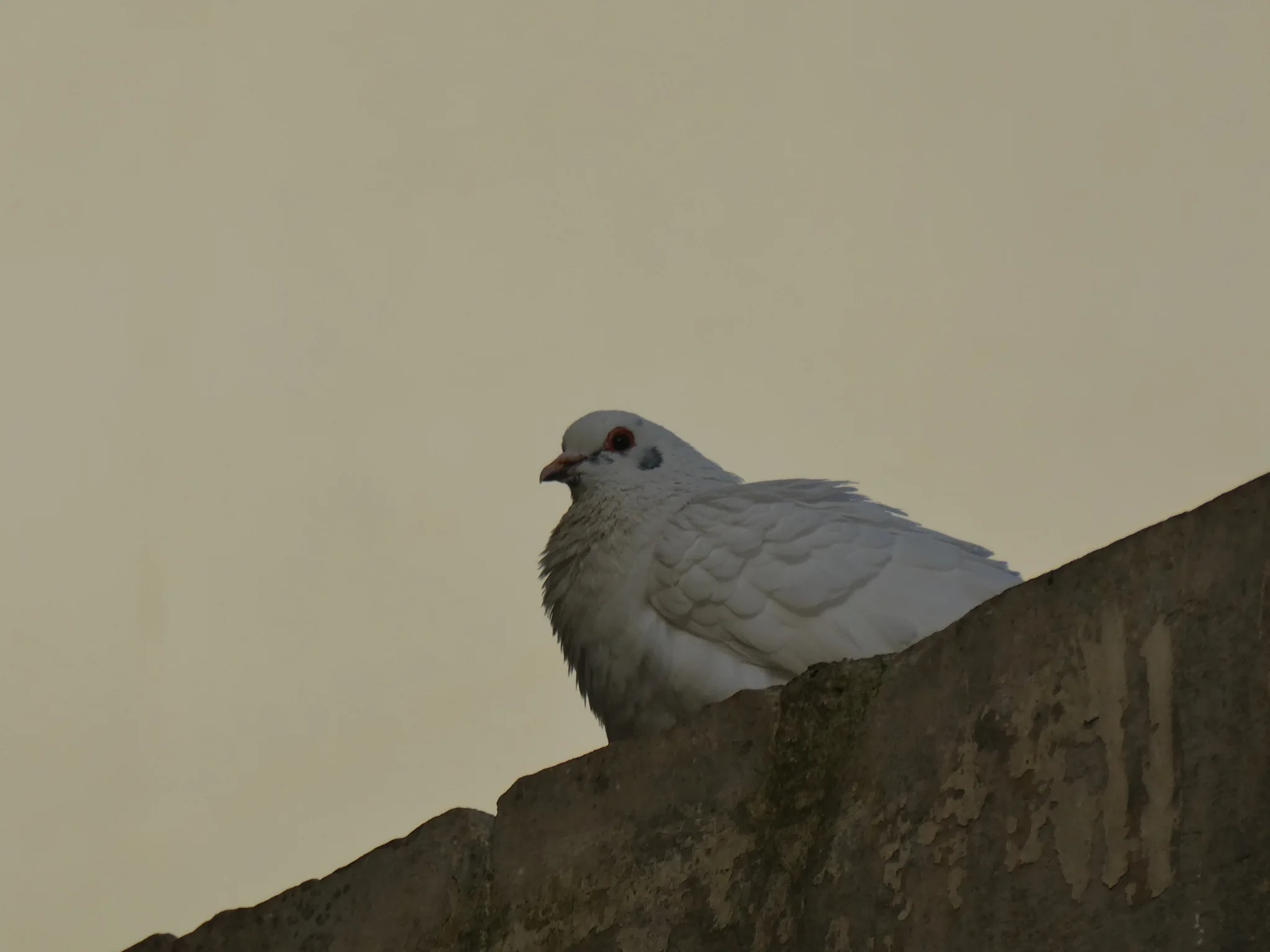 Rock Pigeon (columba livia)