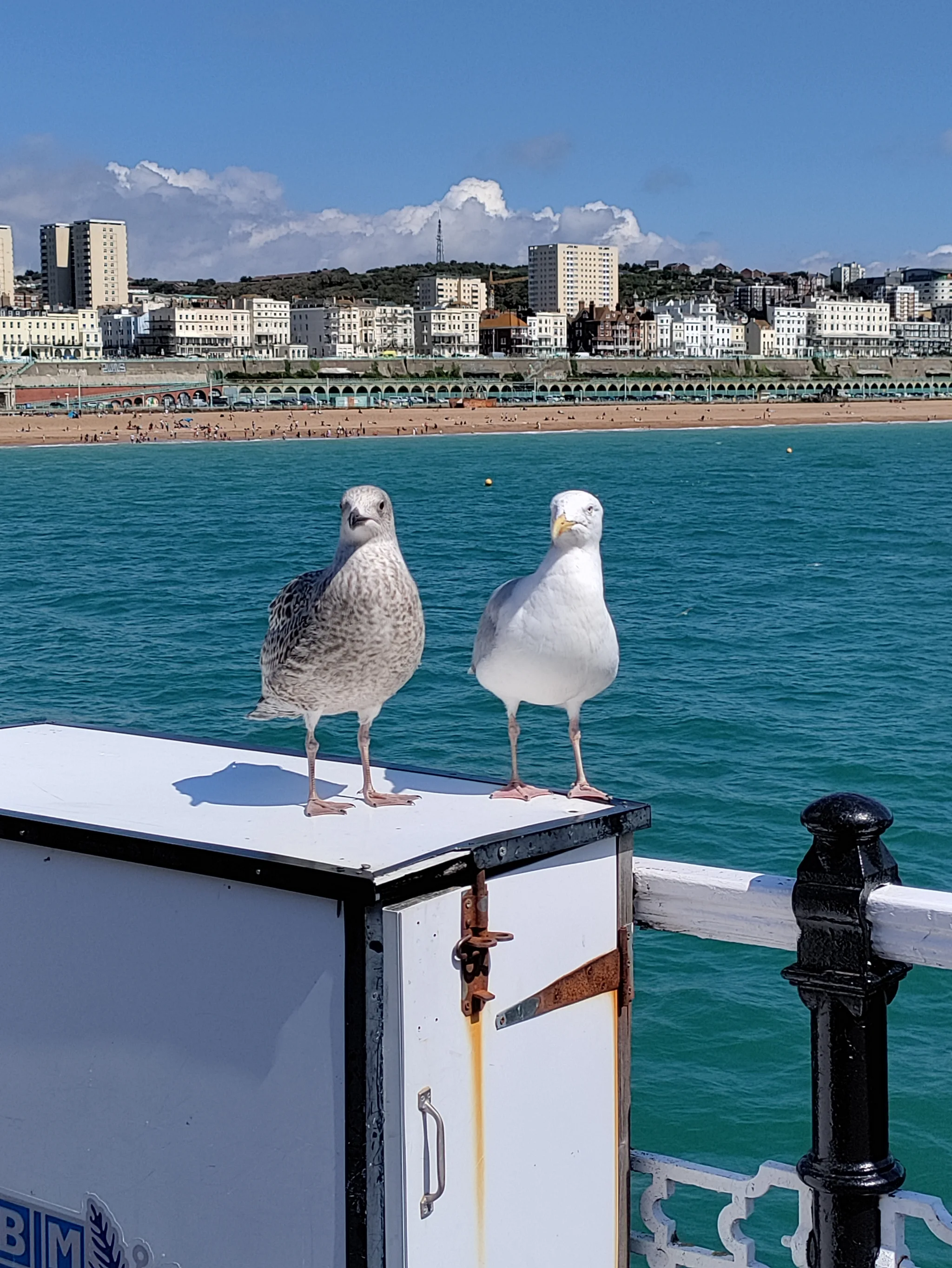 Group containing Lesser Black-backed Gull (larus fuscus) and European Herring Gull (larus argentatus)