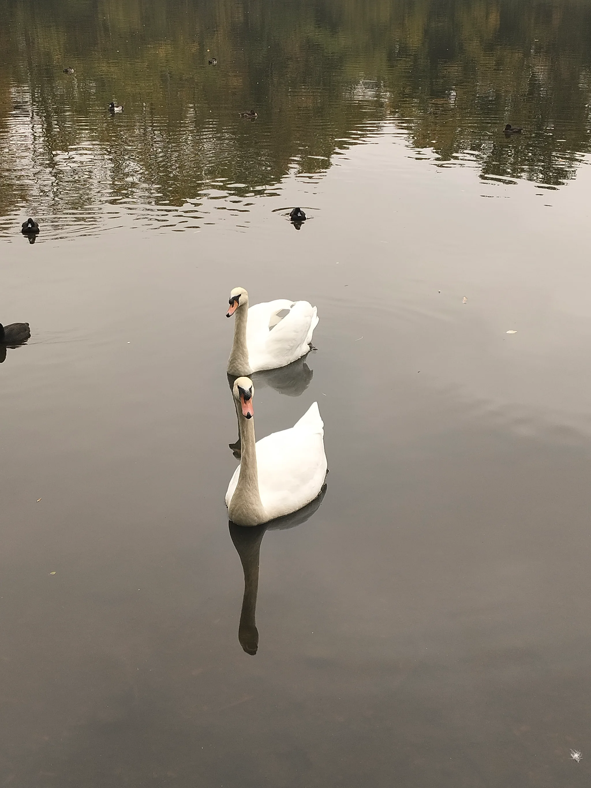 Mute Swan (cygnus olor)