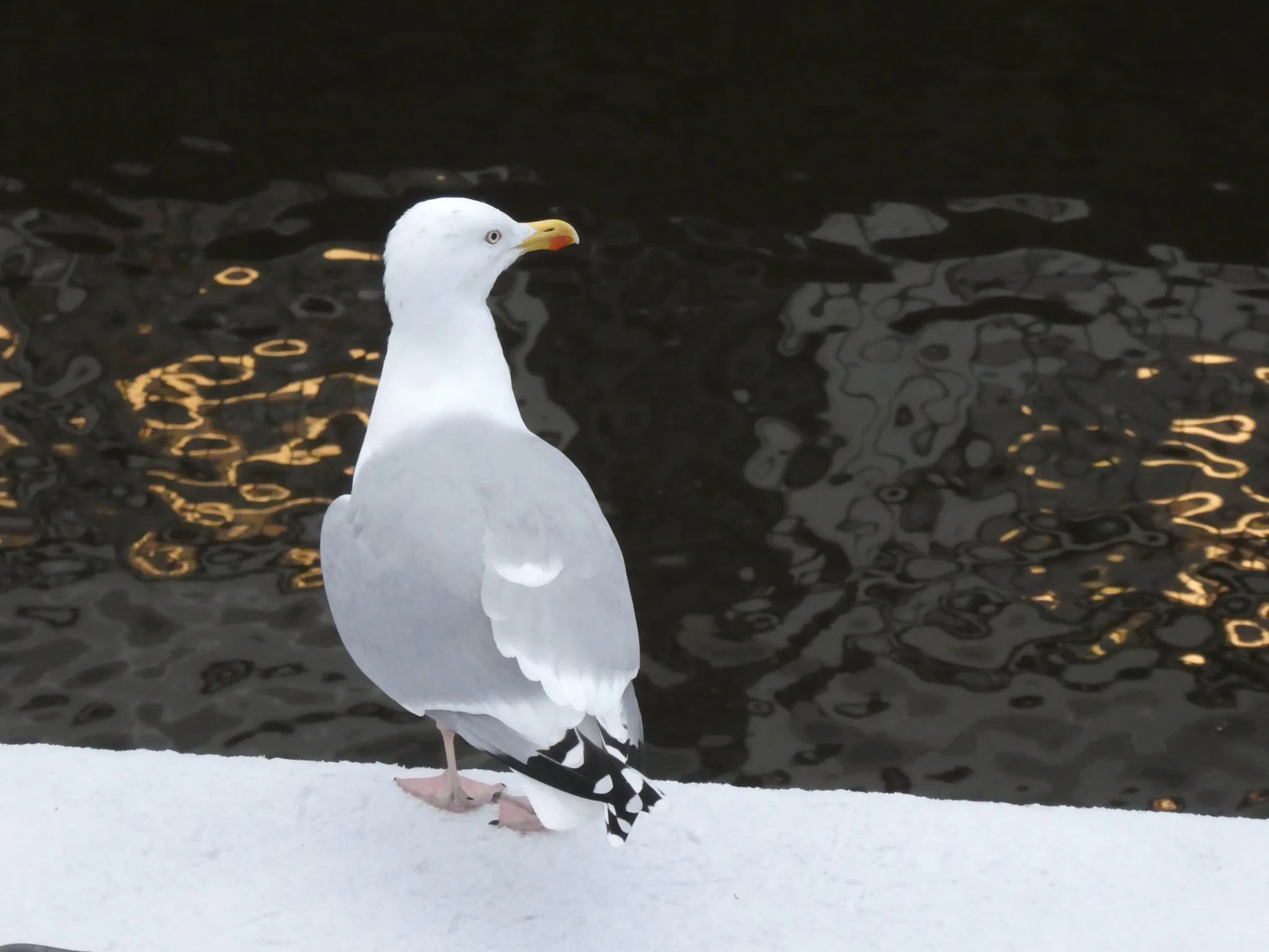 European Herring Gull (larus argentatus)