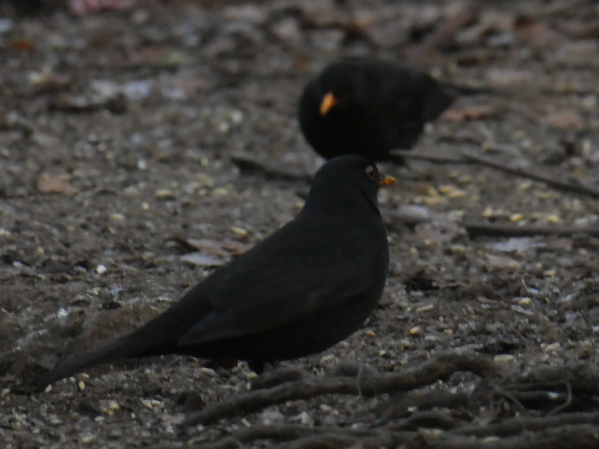 Eurasian Blackbird (turdus merula)