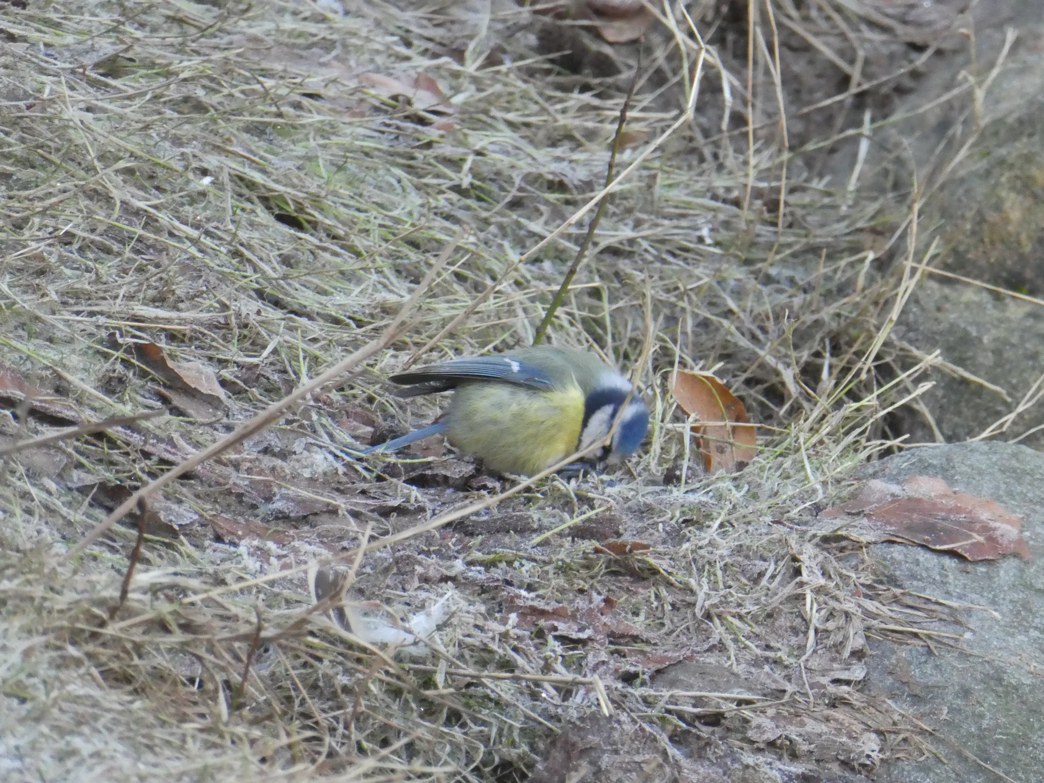 Eurasian Blue Tit (cyanistes caeruleus)