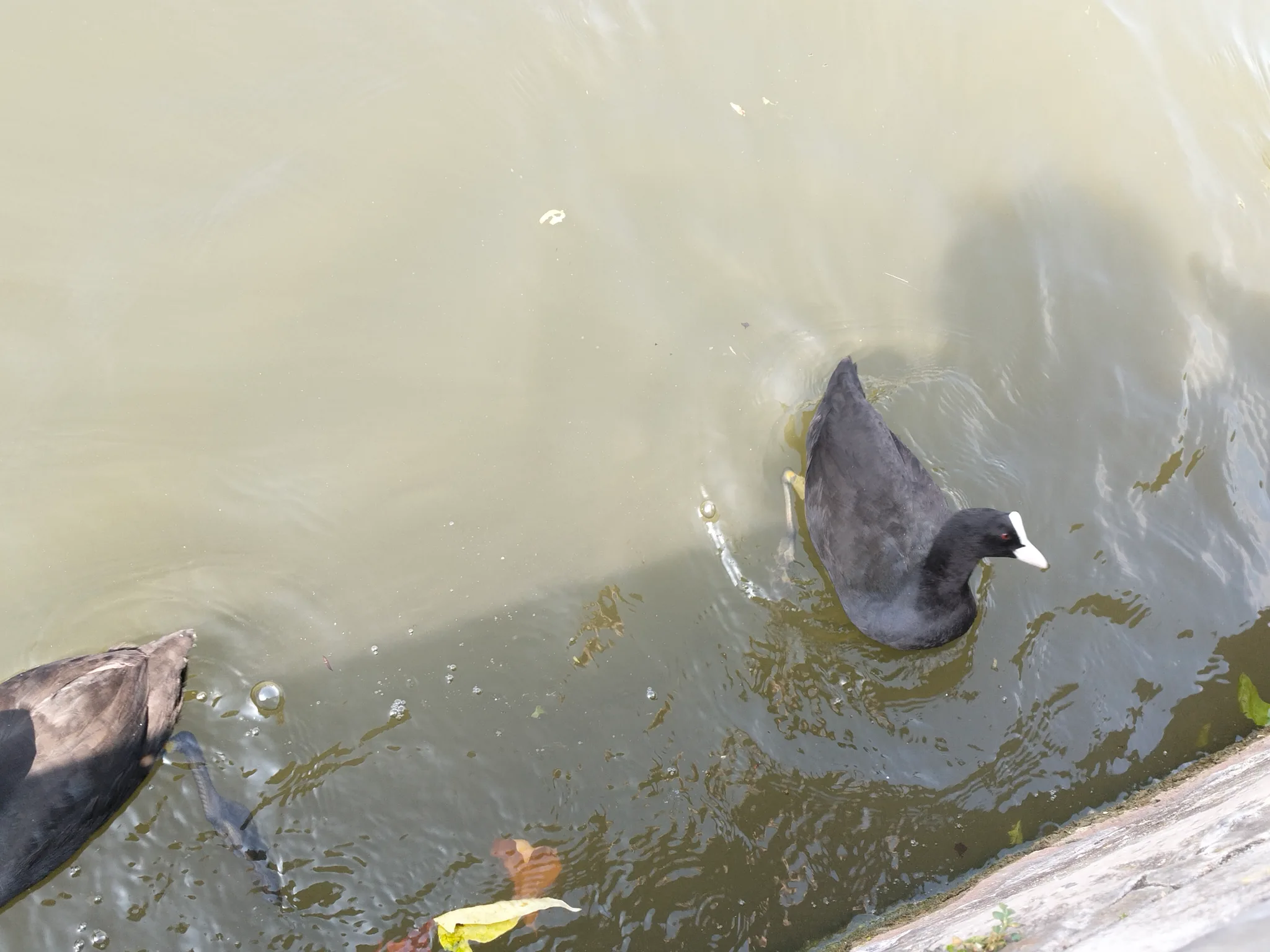 Eurasian Coot (fulica-atra)