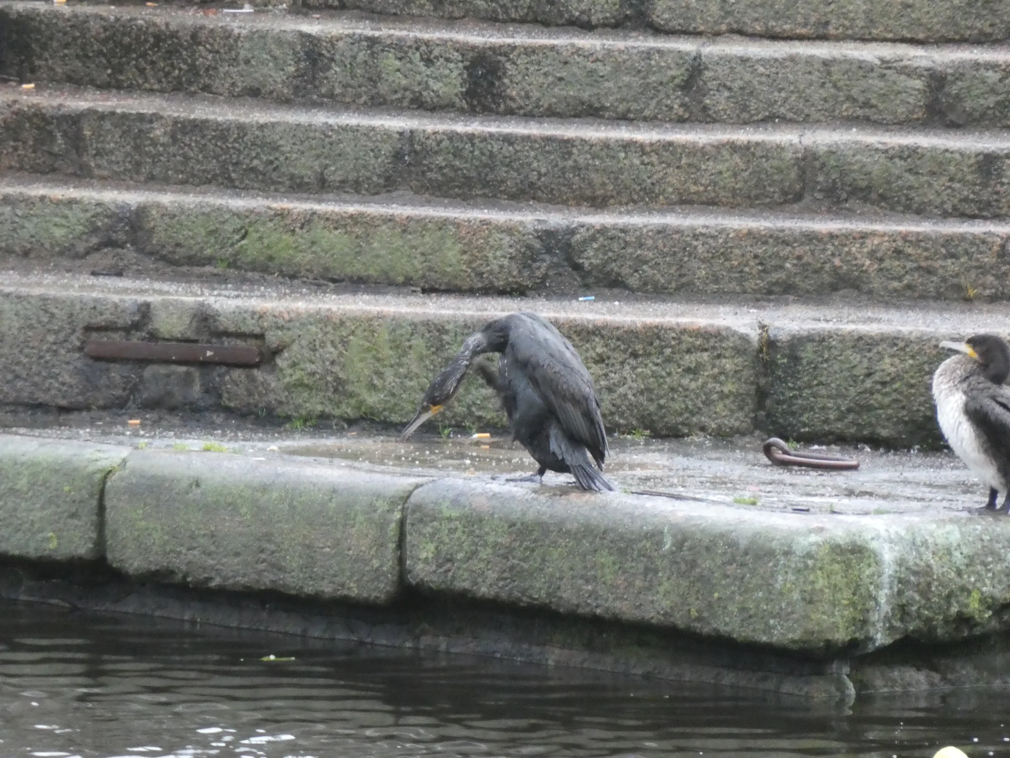 Great Cormorant (phalacrocorax carbo)