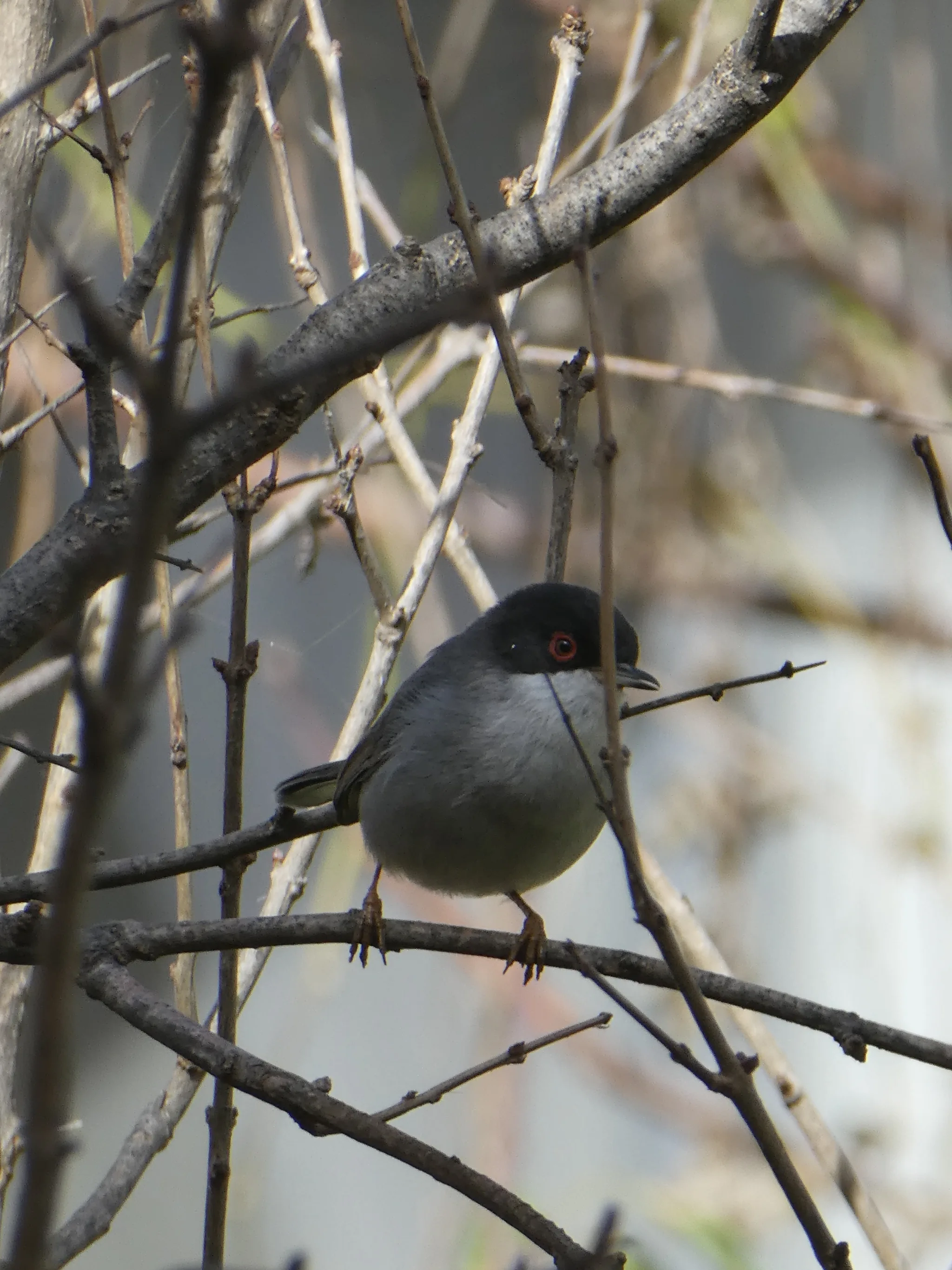 Sardinian Warbler (curruca melanocephala)