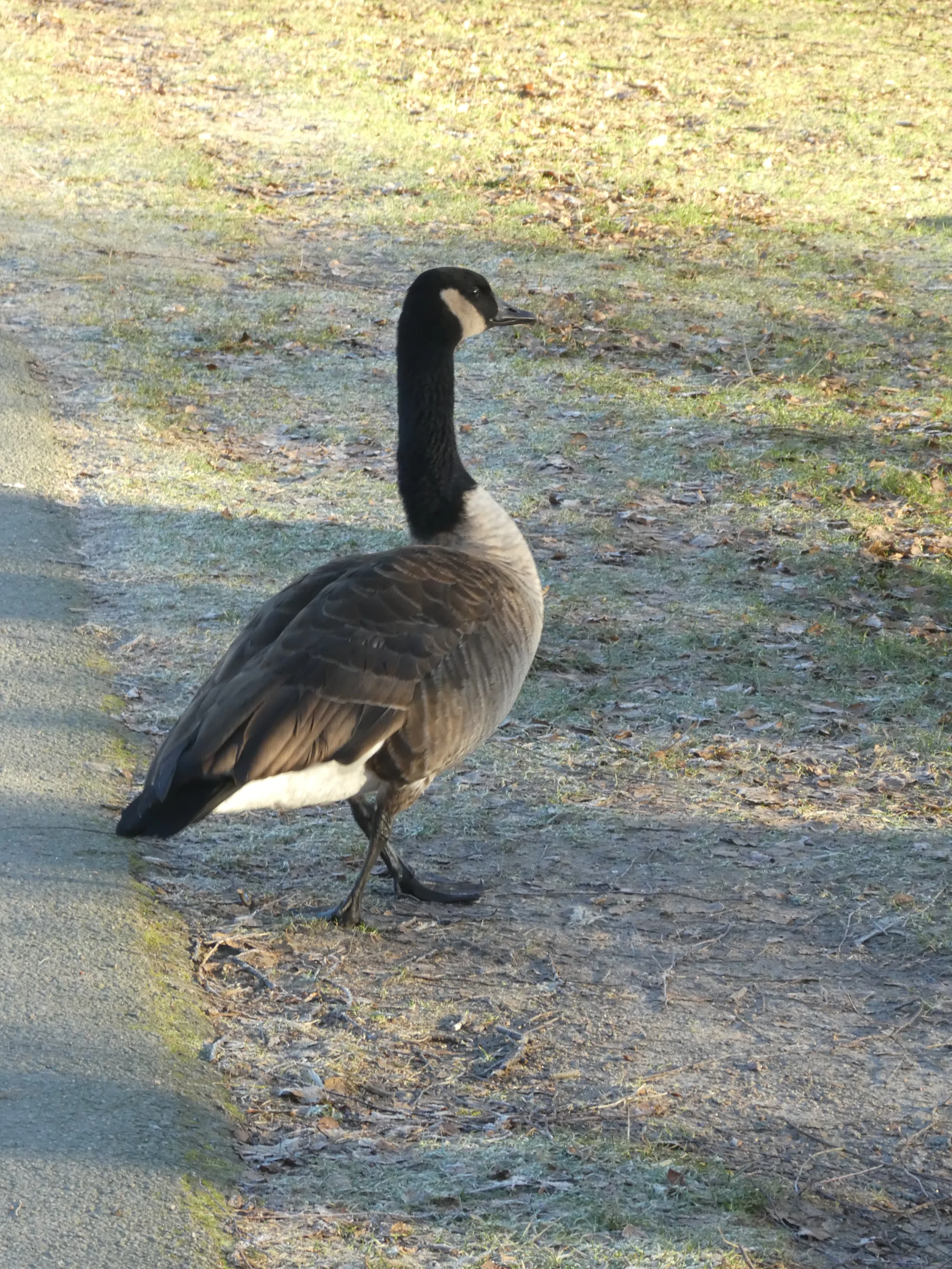 Canada Goose (branta canadensis)