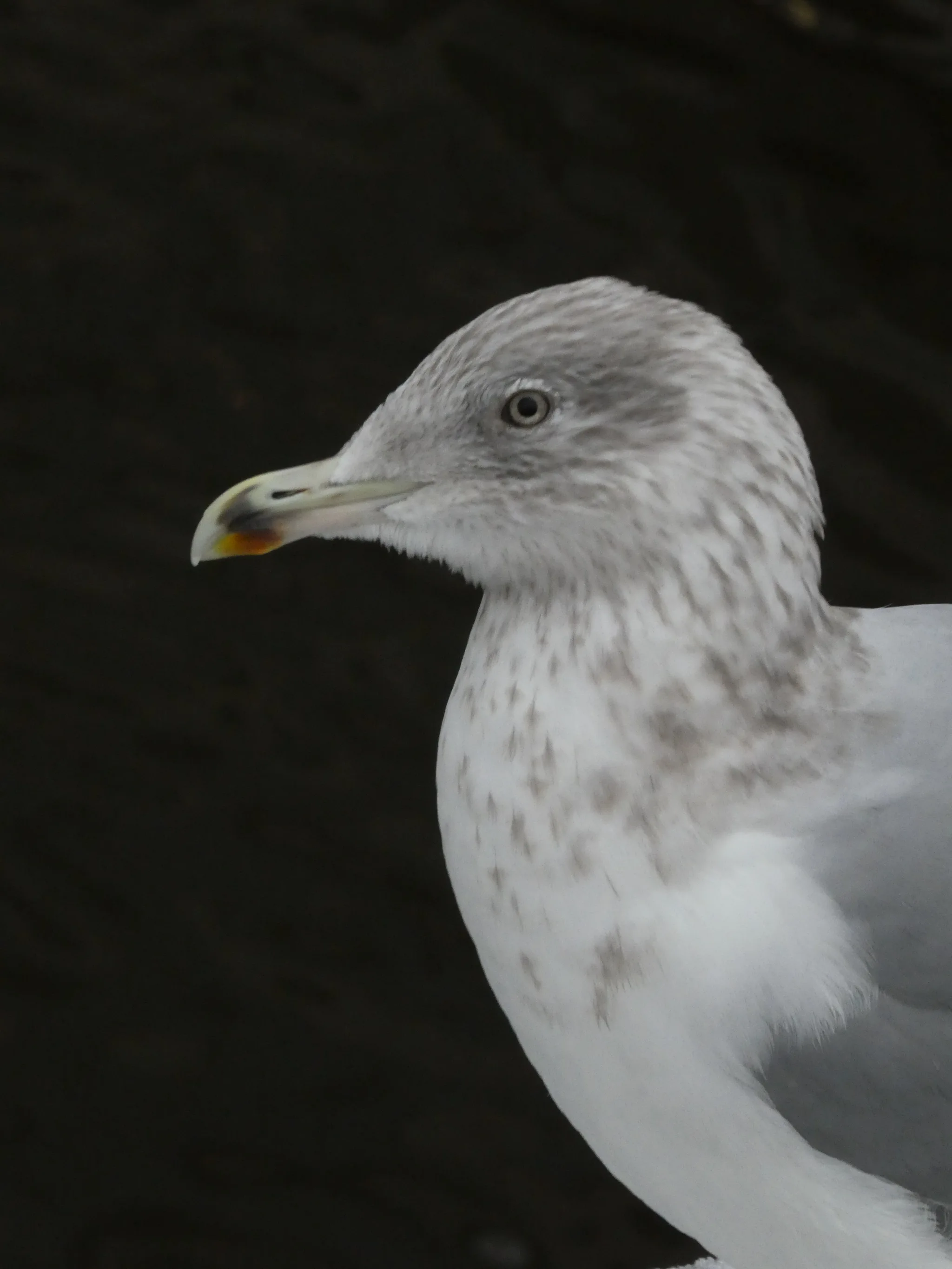 European Herring Gull (larus argentatus)