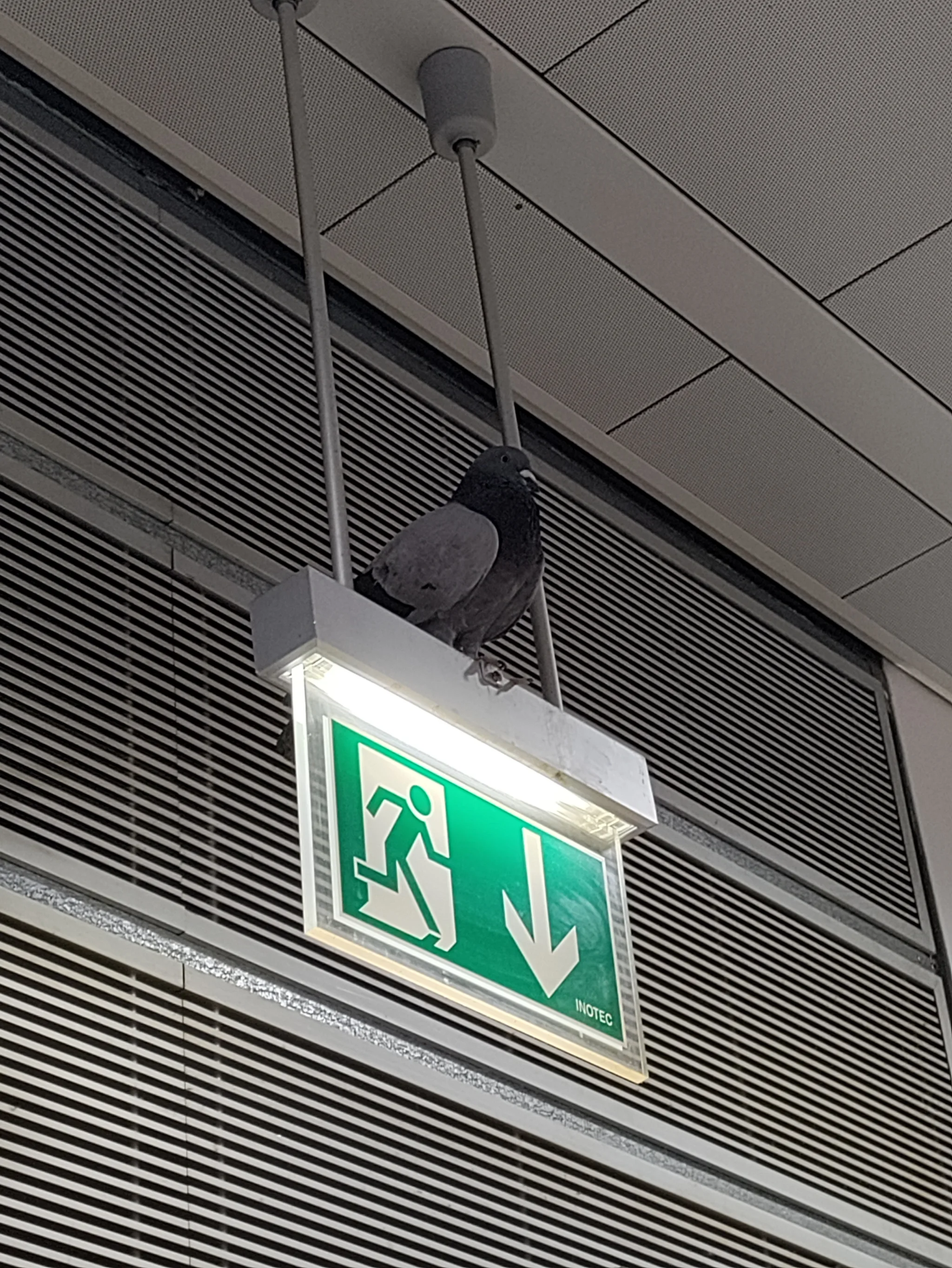Hill Pigeon (columba rupestris)