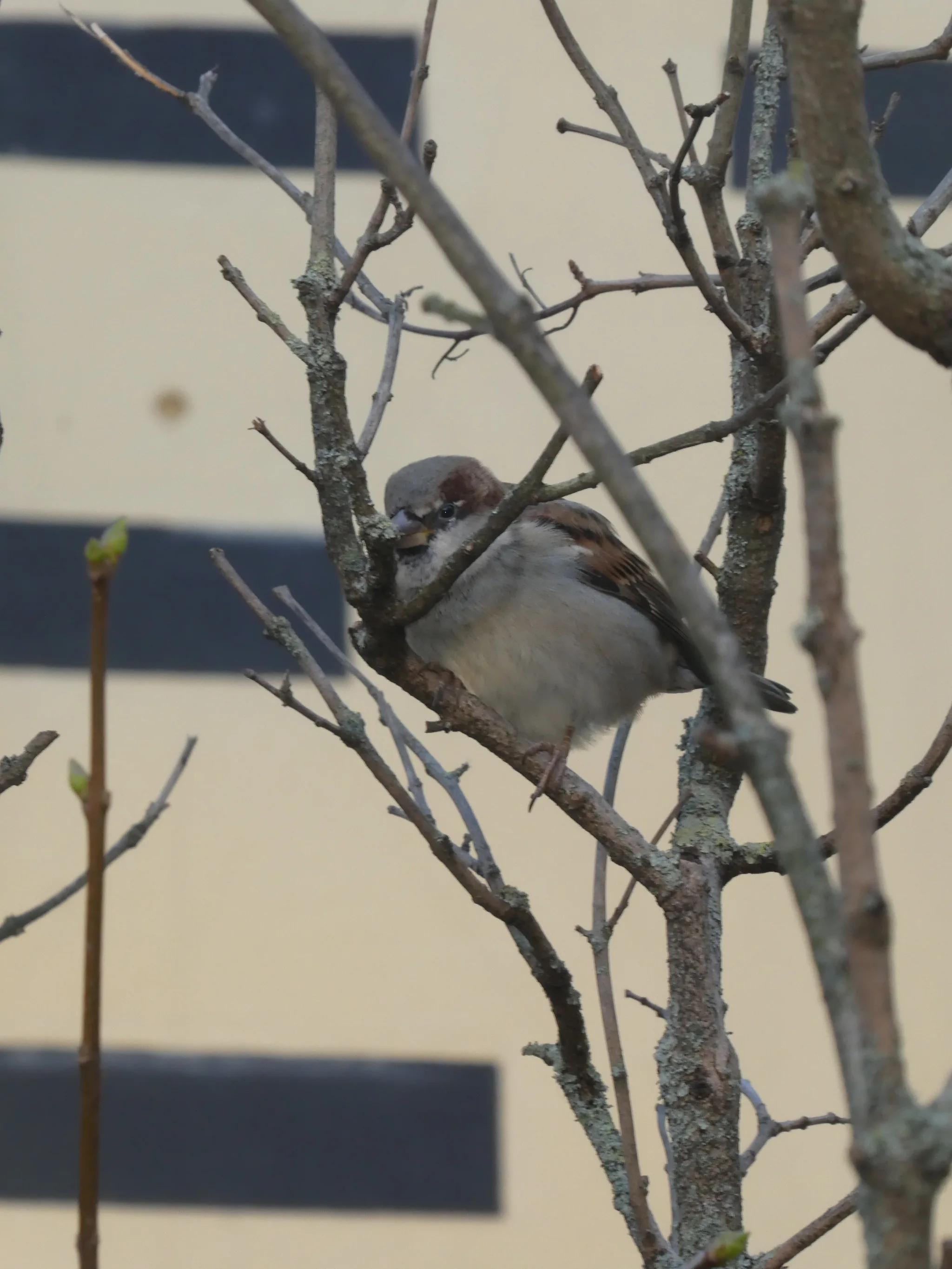 Eurasian Tree Sparrow (passer montanus)