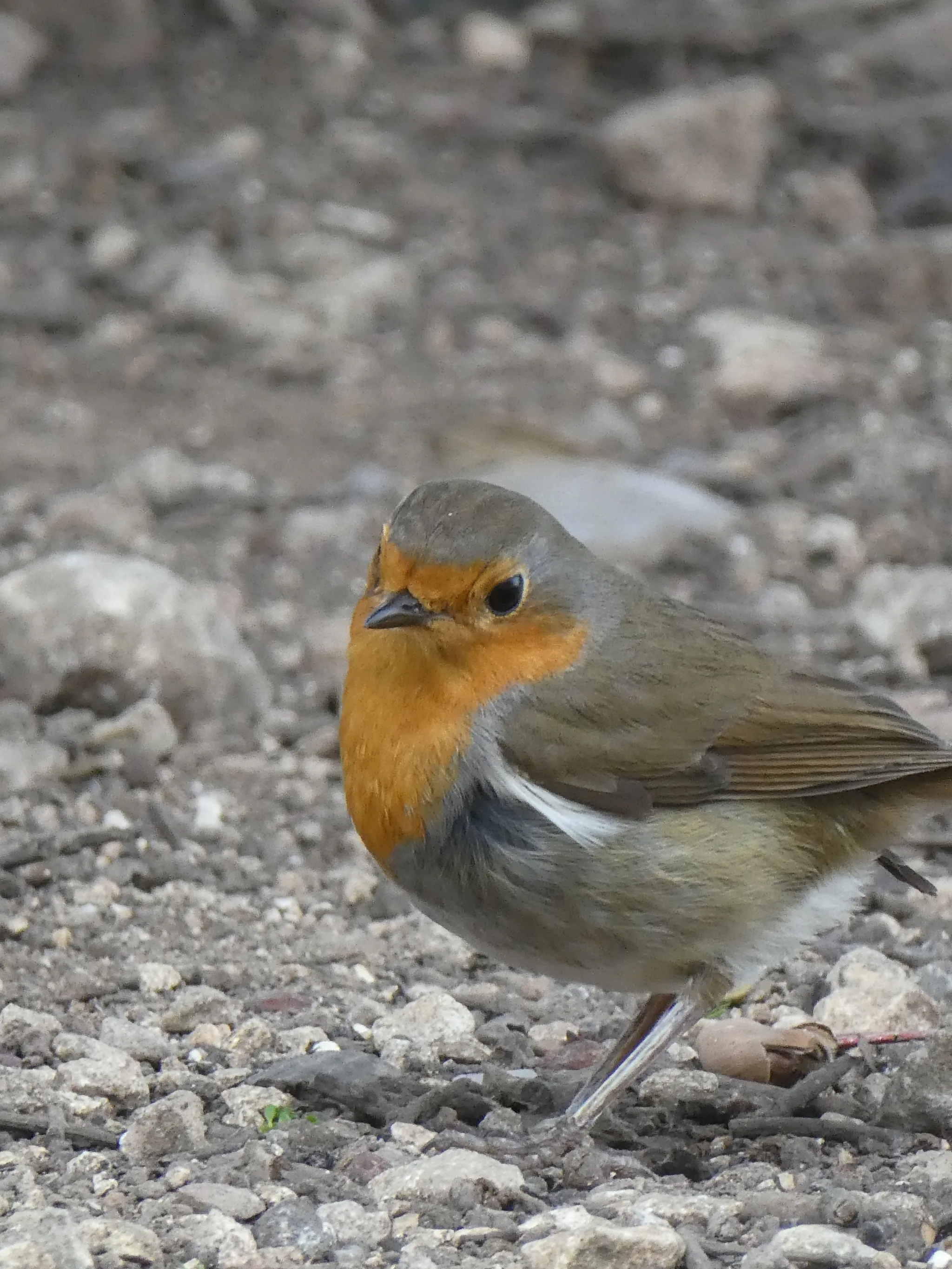 European Robin (erithacus rubecula)