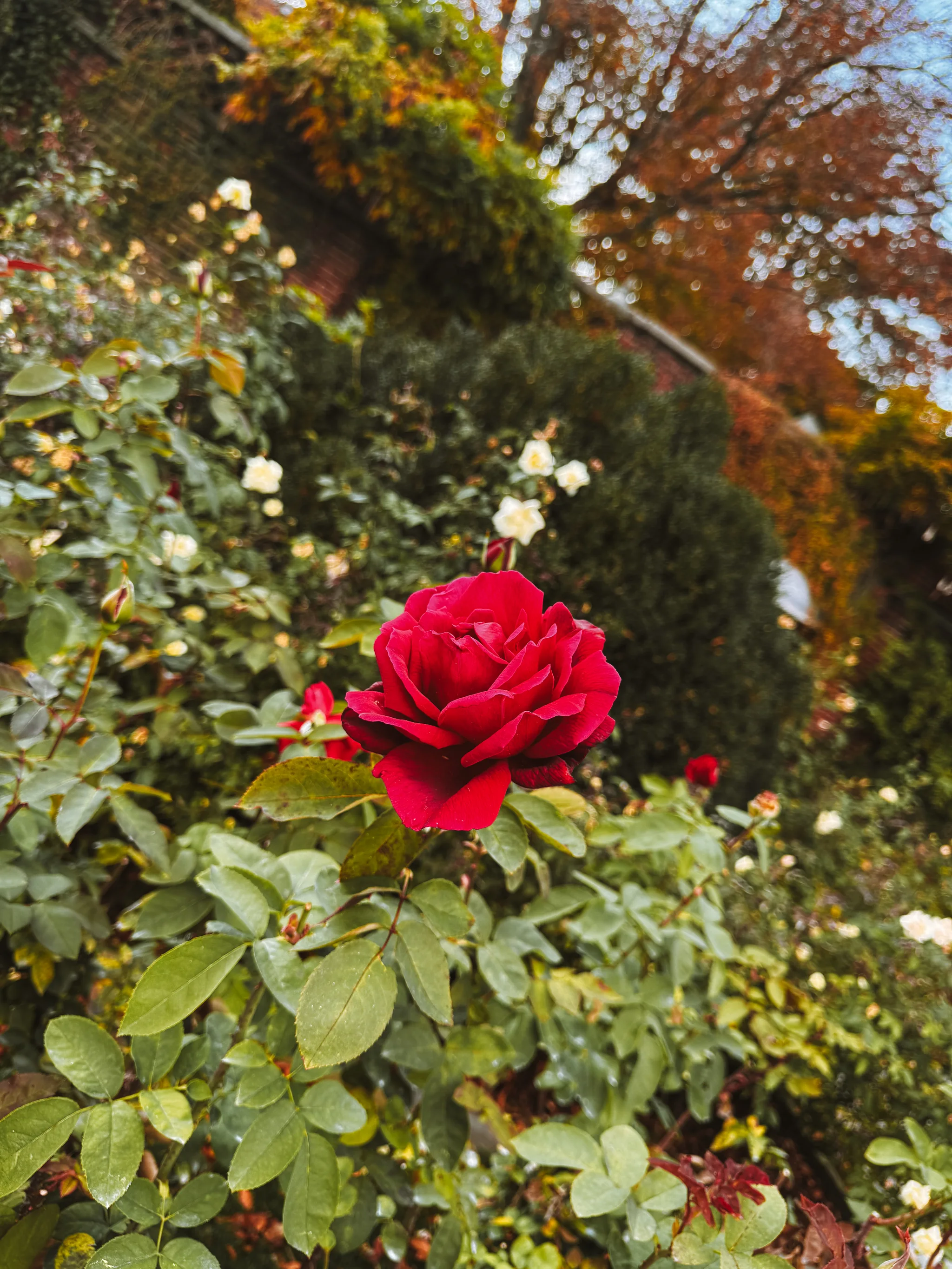 Dumbarton Oaks Gardens 4