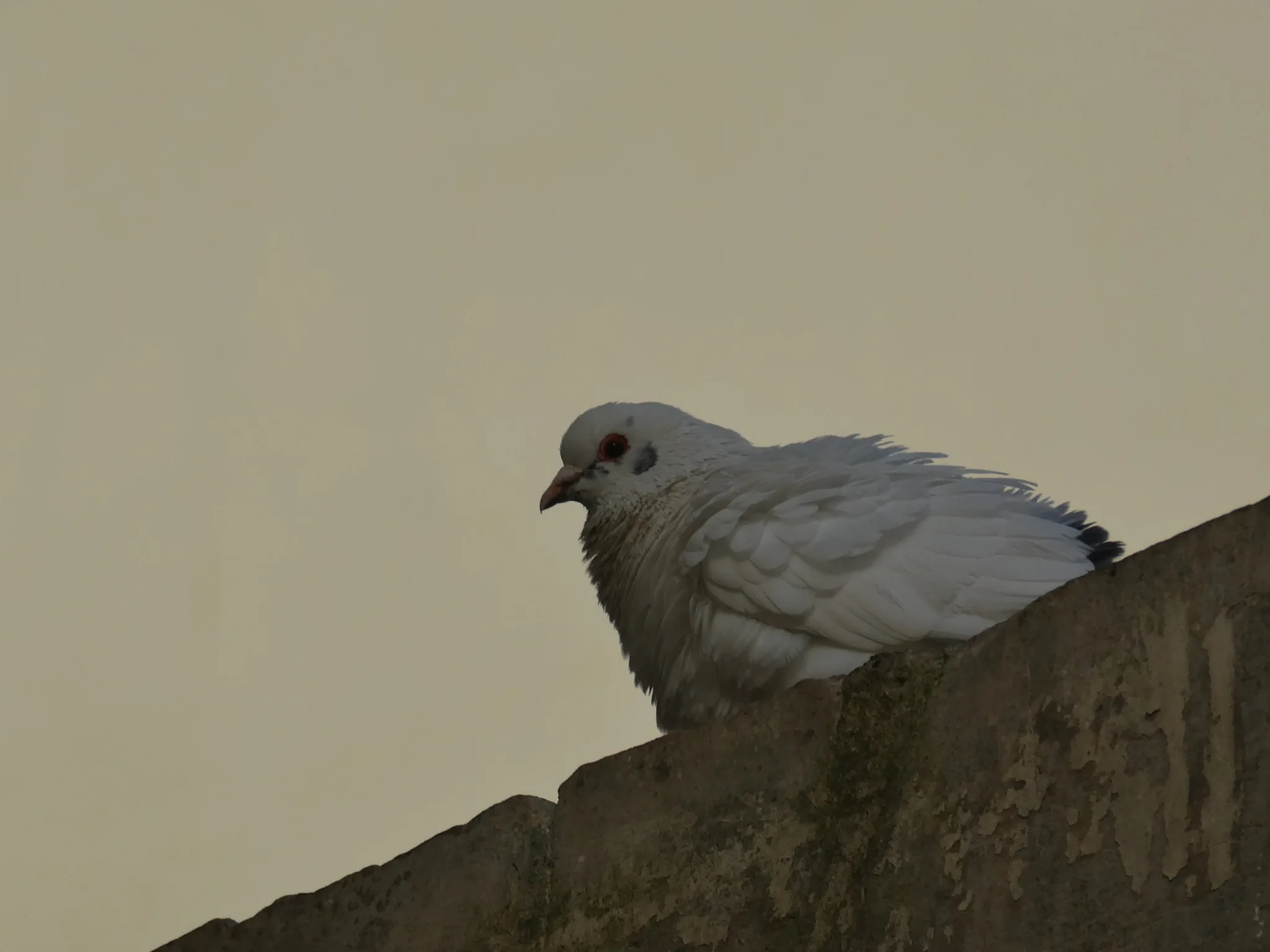 Rock Pigeon (columba livia)