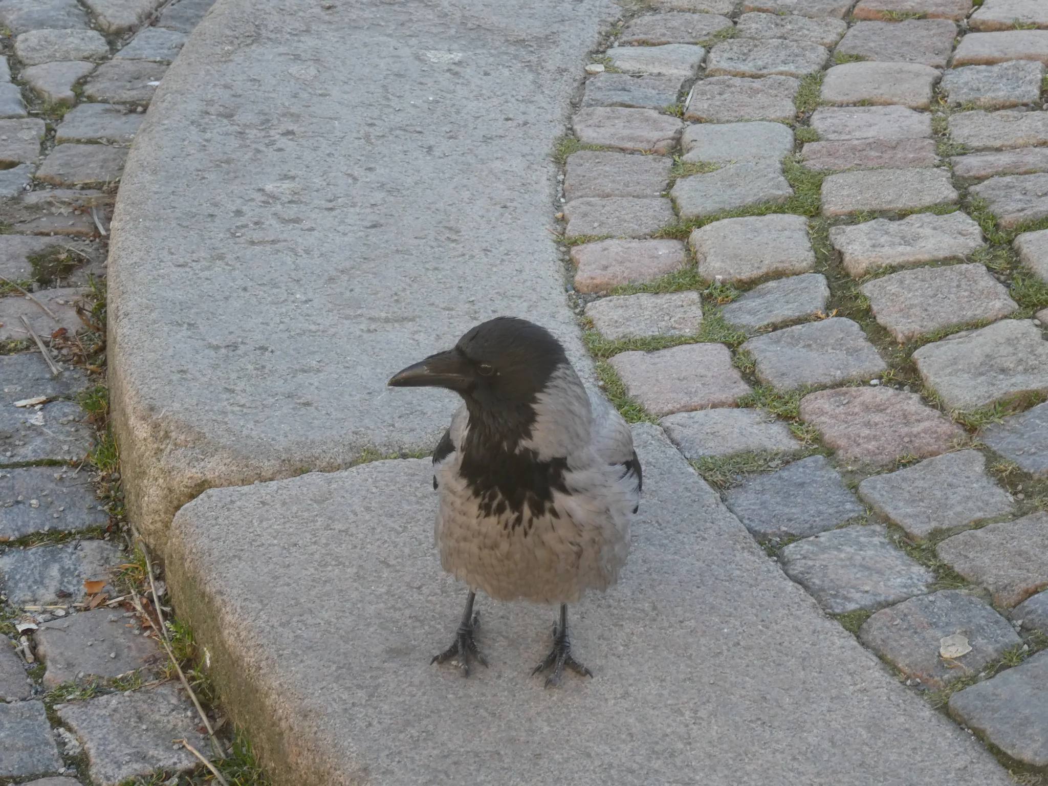 Hooded Crow (corvus cornix)
