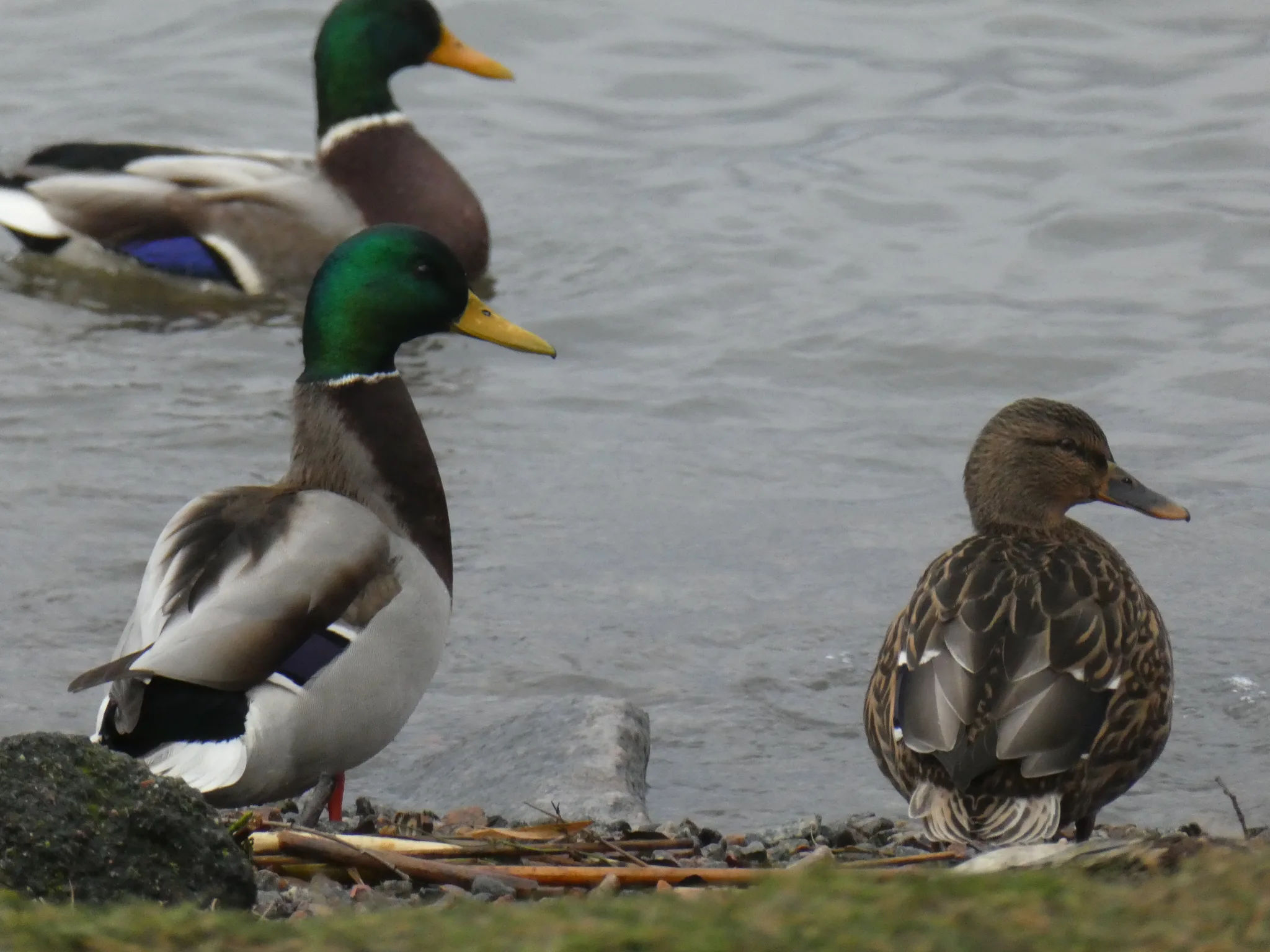 Mallard (anas platyrhynchos)