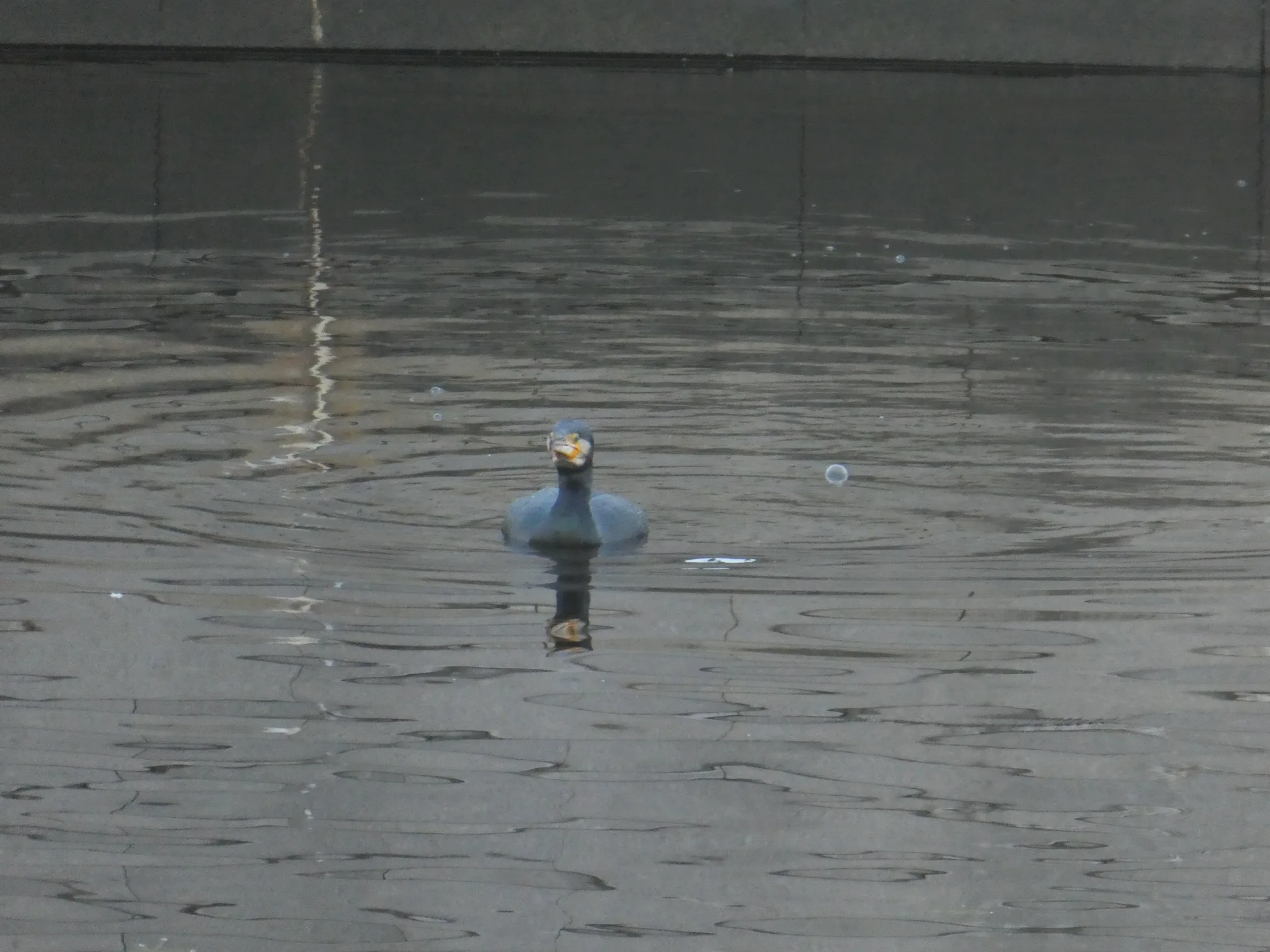 Great Cormorant (phalacrocorax carbo)