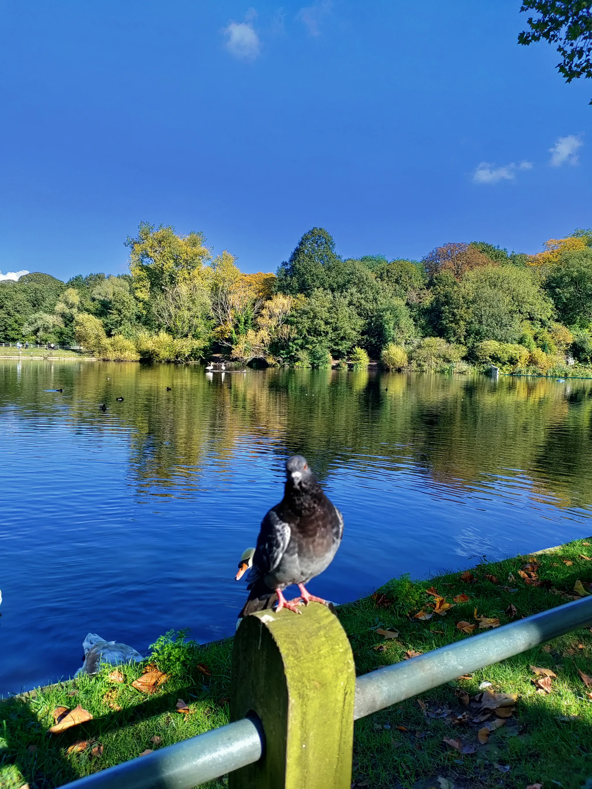 Rock Pigeon (columba livia)